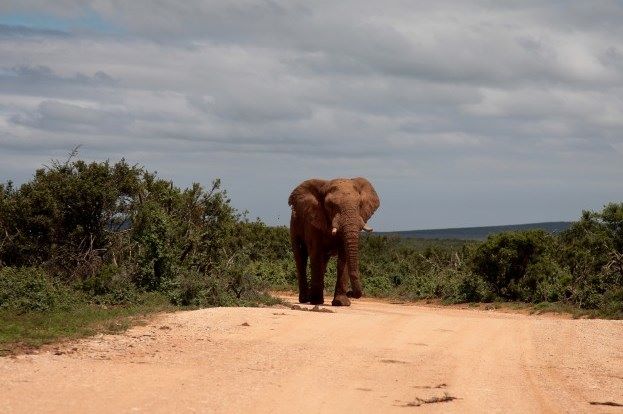 Parc d'Addo Elephant - Afrique du sud