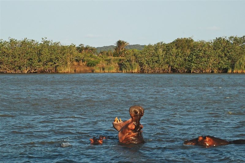 Hippopotames à Santa Lucia - KwaZulu-Natal - Afrique du Sud