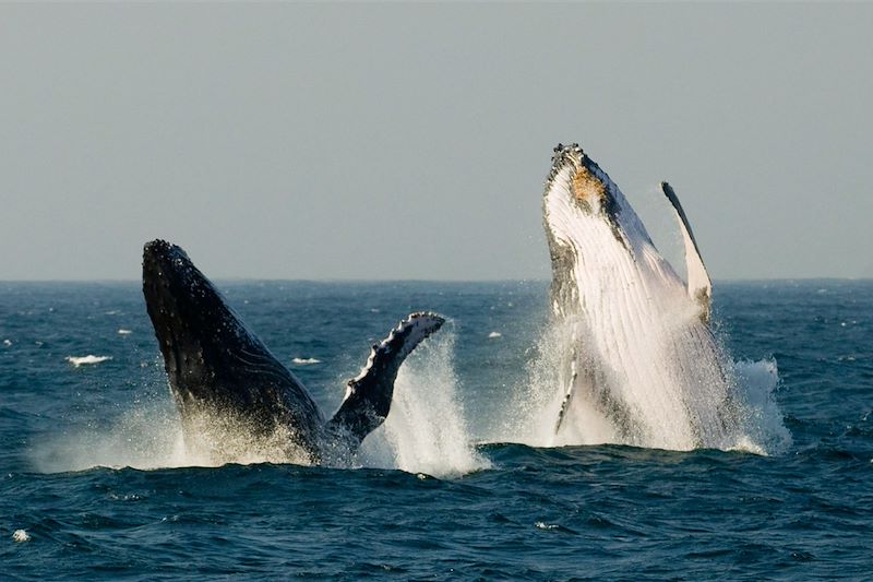 Observation des baleines - Afrique du Sud 