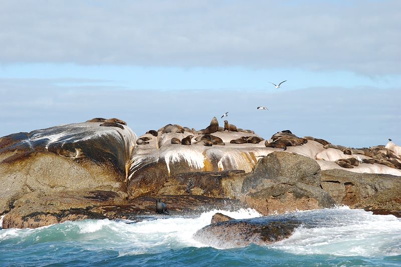 Otaries à fourrure du Cap - Duiker Island - Afrique du Sud