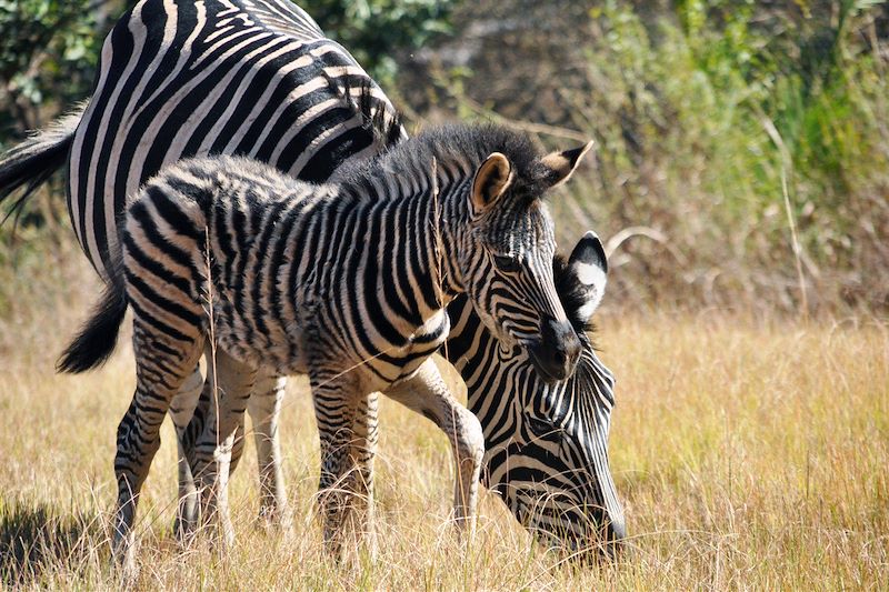 Parc Kruger - Afrique du Sud