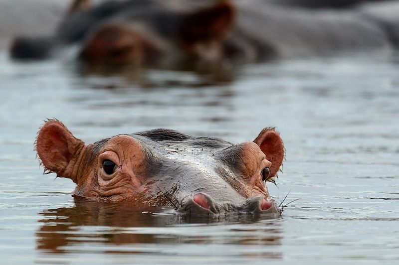 Hippopotame - iSimangaliso Wetland Park - Afrique du Sud