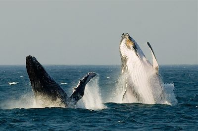 voyage Safari entre terre et mer!