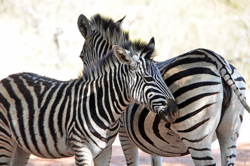 Zèbres dans la réserve de Mlilwane - District de Manzini - Swaziland