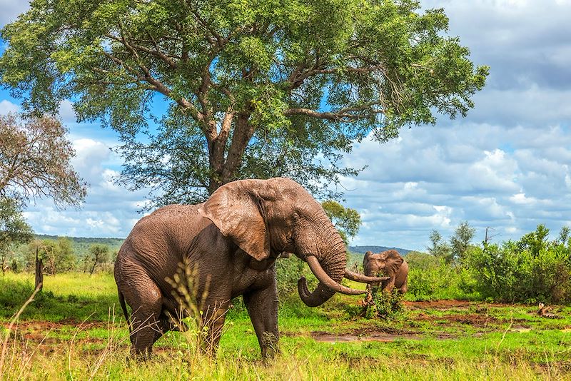 voyage Afrique du Sud