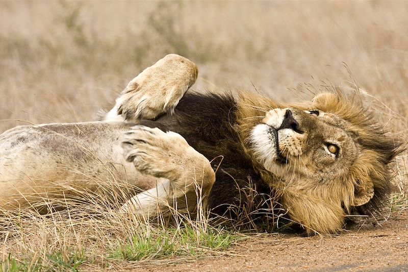Lion - Parc national Kruger - Afrique du Sud