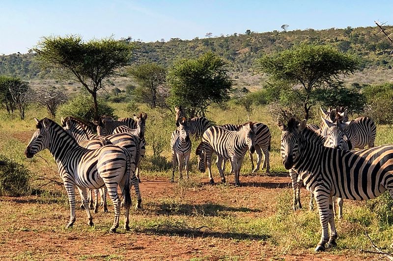 Zèbres au Parc national Kruger - Afrique du Sud
