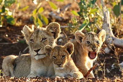 voyage L'Afrique du Sud en famille 