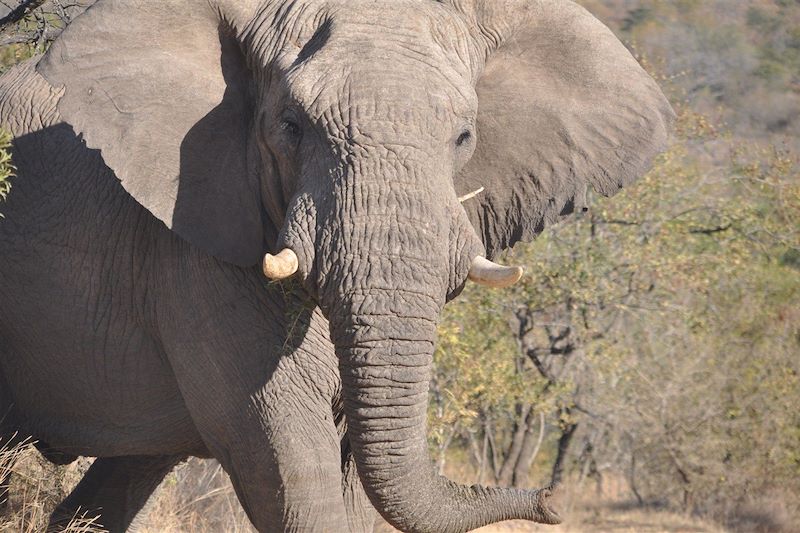 Sud Ouest du Kruger – Bongani - Afrique du Sud