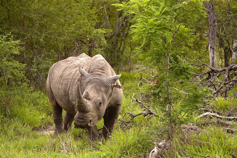 Rhinocéros - Parc national Kruger - Voyage en Afrique du Sud