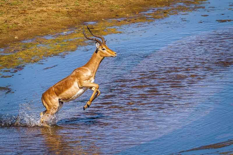 Une antilope dans le parc national Kruger - Afrique du Sud