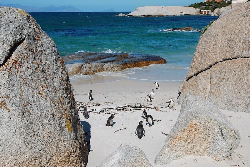 Manchots du Cap - Boulders Beach - Afrique du Sud