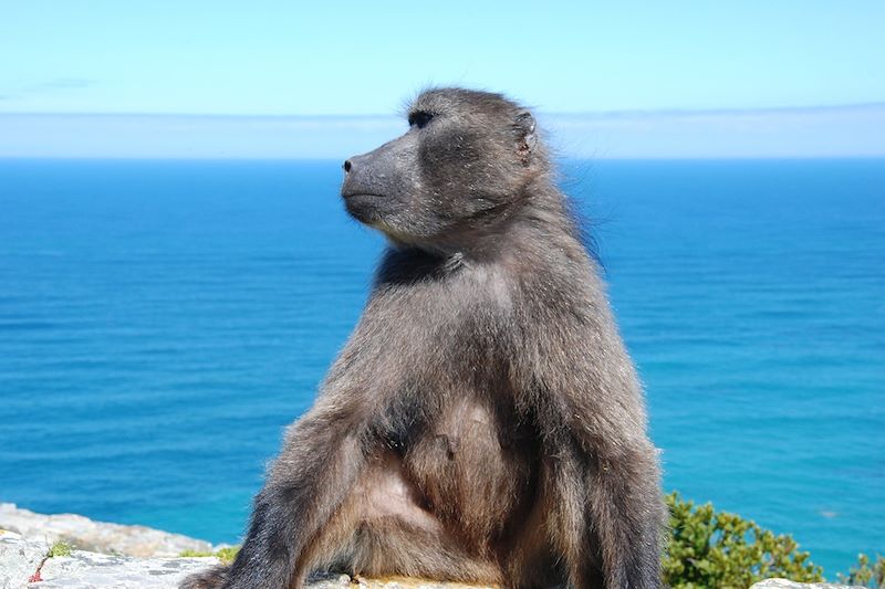 Babouin Chacma - Cape Point - Afrique du Sud