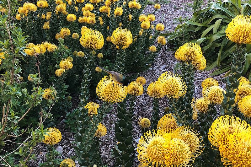 Proteas jaunes - Jardin botanique de Kirstenbosch