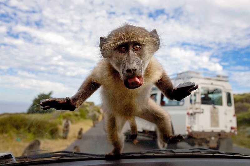 Nez à nez avec un babouin chacma sur une route du Cap de Bonne-Espérance - Afrique du Sud