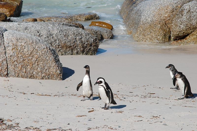 Manchots du Cap - Boulders Beach - Afrique du Sud