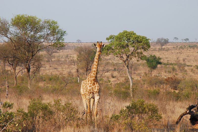 Girafe - Parc Kruger - Afrique du Sud