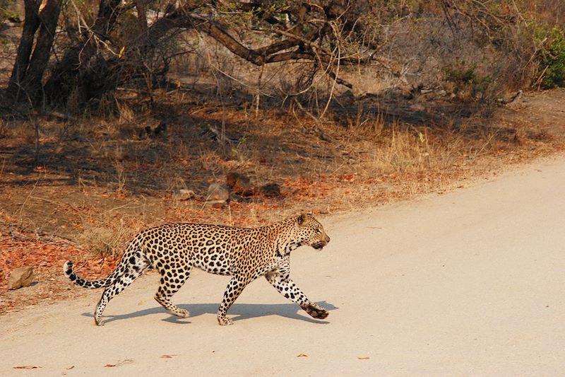 Léopard - Parc Kruger - Afrique du Sud