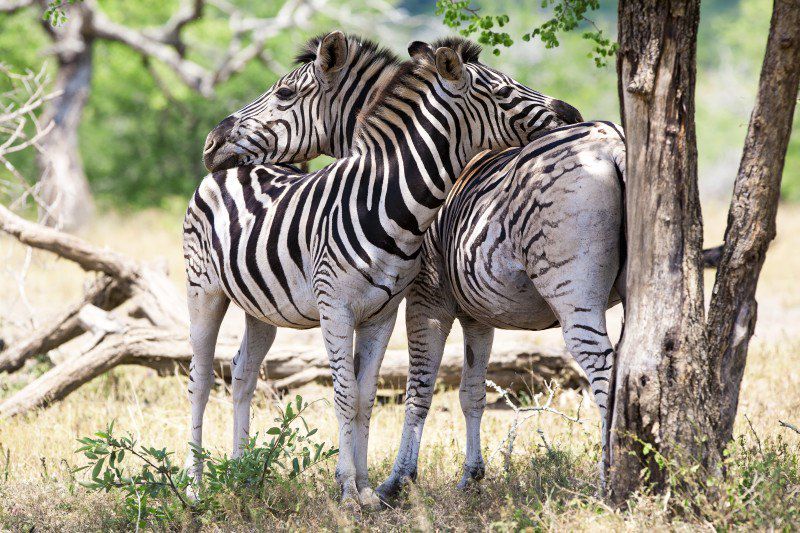 Afrique du sud & Namibie, aventure australe