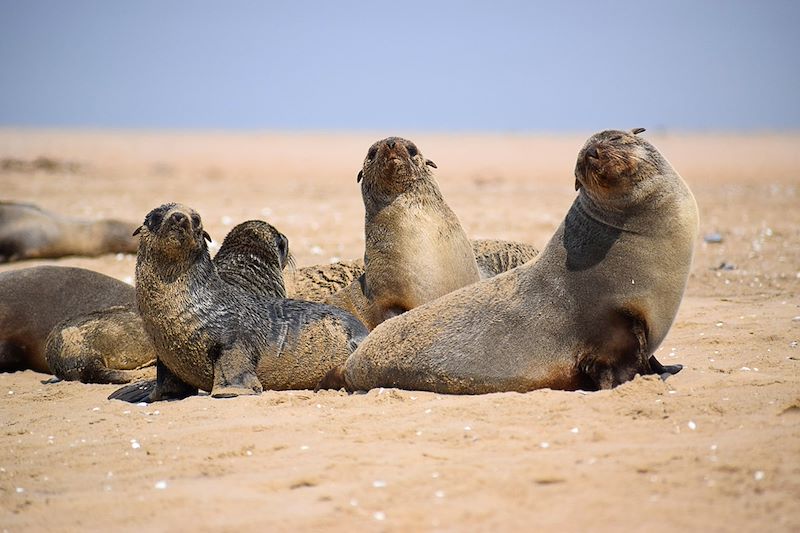 Otaries à fourrure - Walvis Bay - Namibie