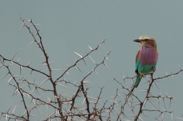 Sur les pistes du Kruger