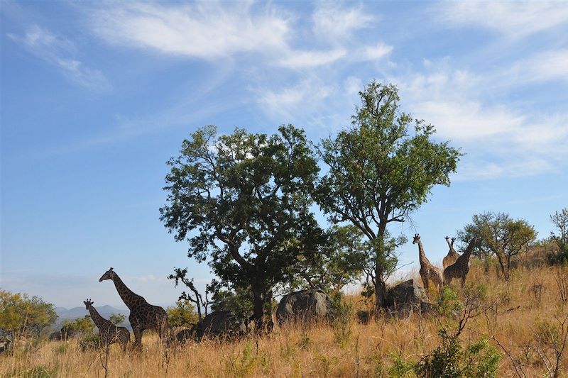 Sur les pistes du Kruger