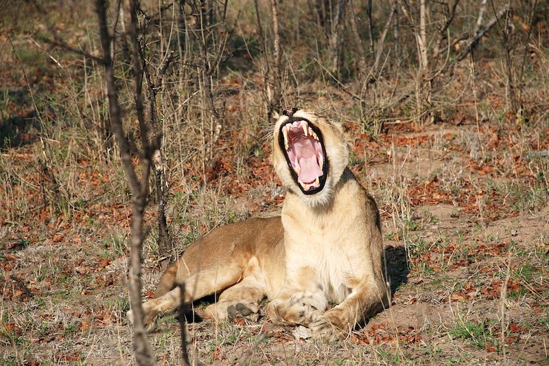 Sur les pistes du Kruger