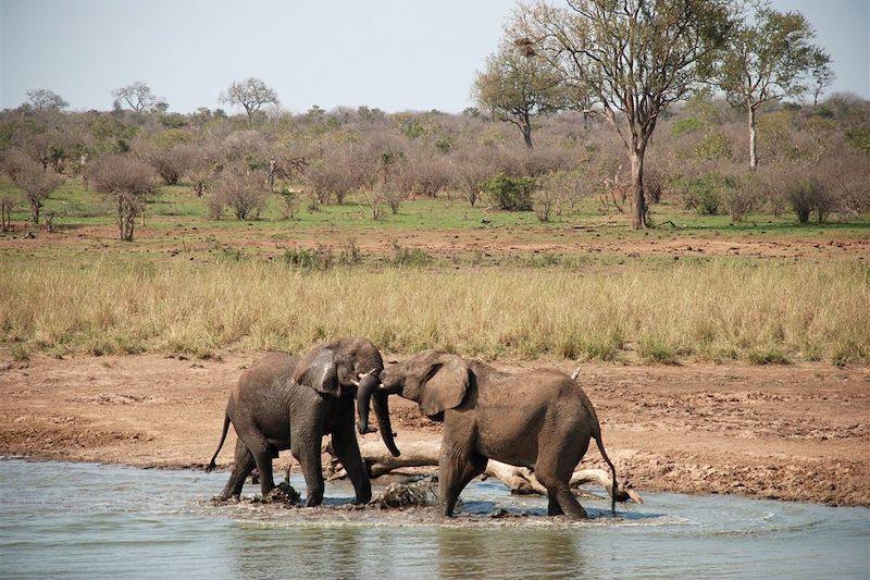 Sur les pistes du Kruger