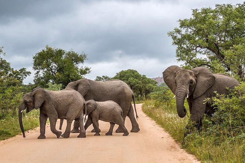 Sur les pistes du Kruger