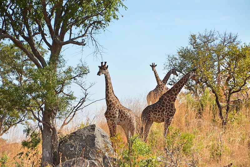 Girafes dans le Parc National Kruger - Afrique du Sud
