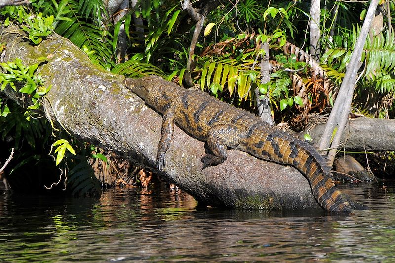 Crocodile - Kosi Bay - Afrique du Sud