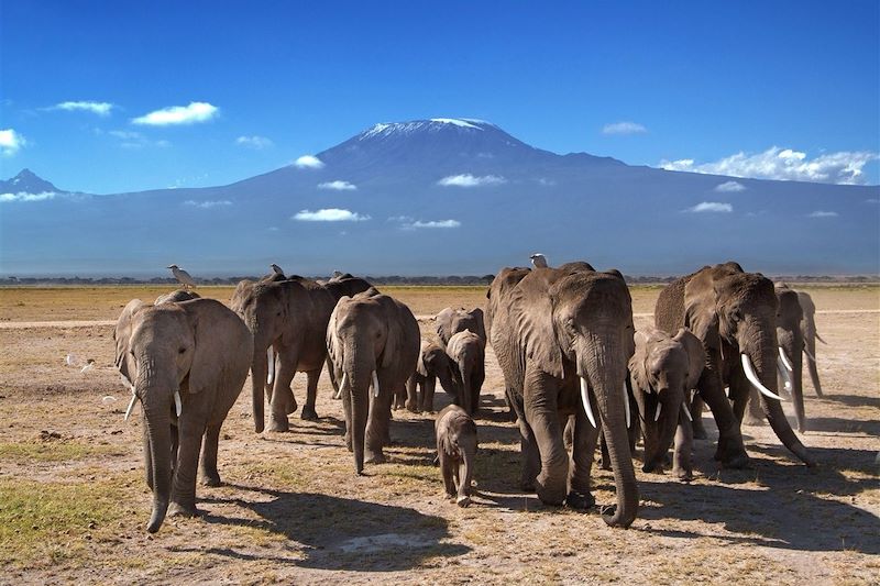 Parc national d'Amboseli - Kenya