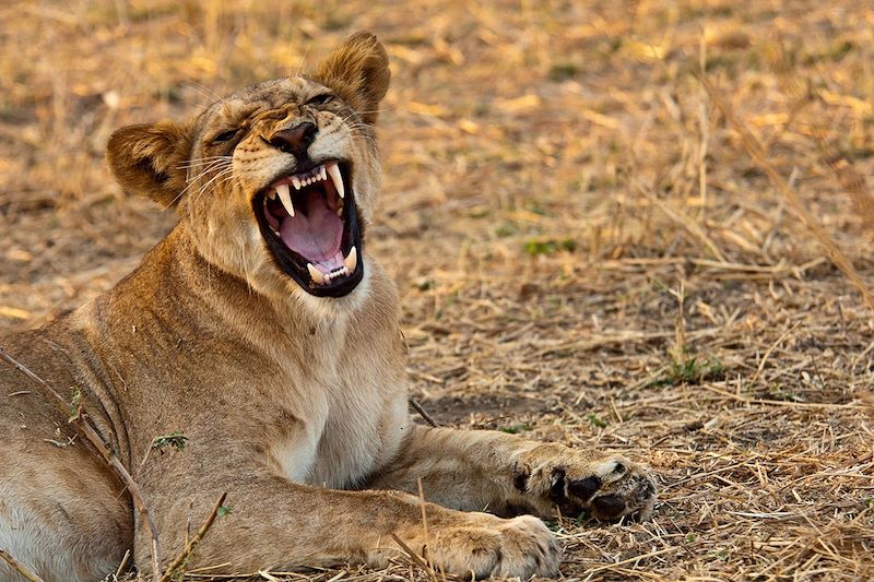 Lion dans le parc national de Ruaha - Tanzanie