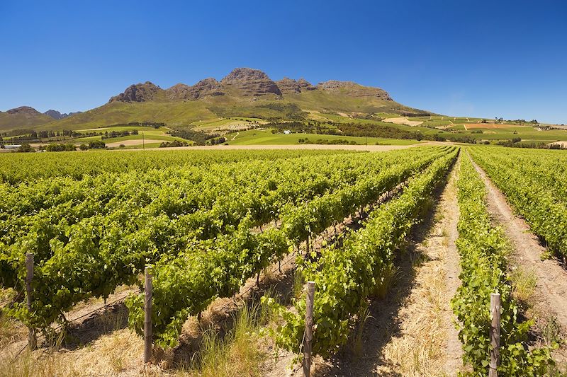 Vignoble de Stellenbosch - Afrique du Sud