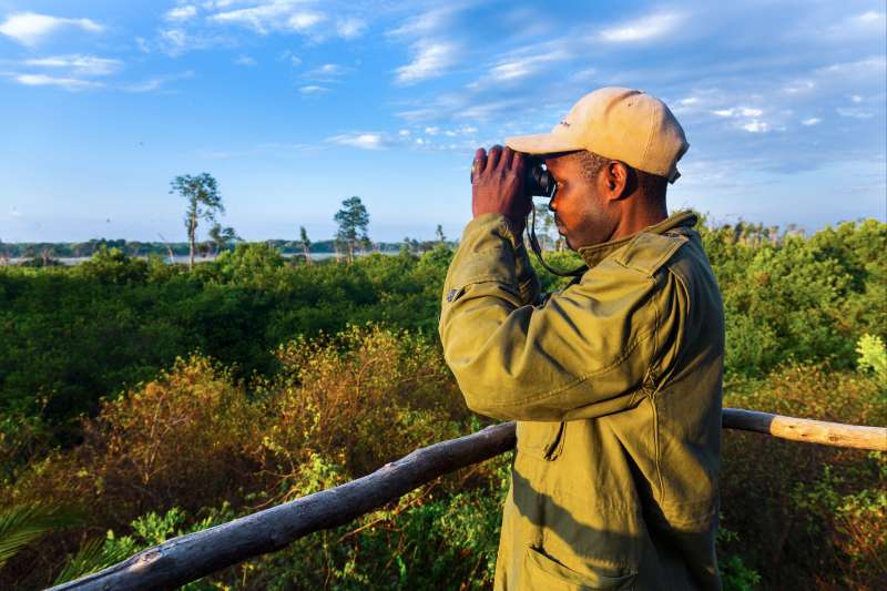 Observation des roussettes des palmiers - Parc national de Kasanka - Zambie