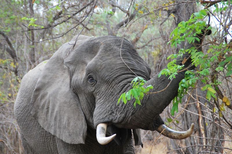 Parc national de South Luangwa - Zambie