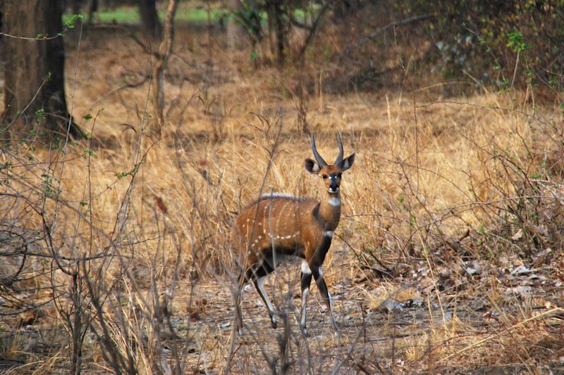 Parc national de South Luangwa - Zambie
