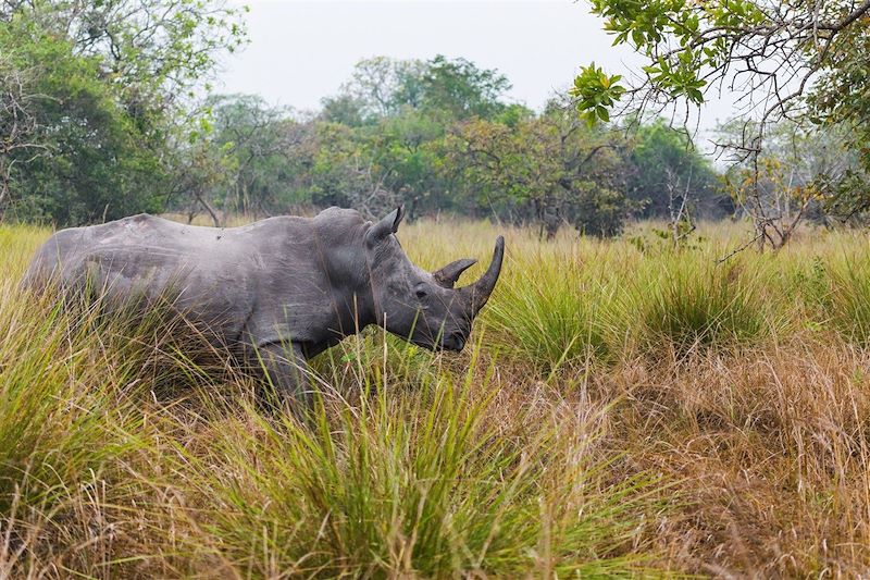 Rhinocéros