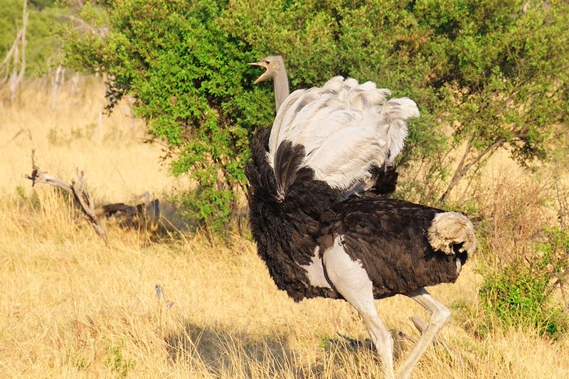 Parc national de Hwange - Matabeleland - Zimbabwe