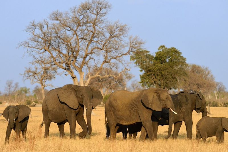 Hwange - Province de Matabeleland septentrional - Zimbabwe