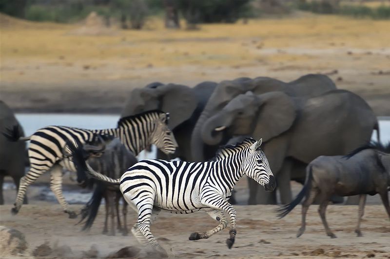 Safari dans le parc national Hwange - Province de Matabeleland septentrional - Zimbabwe