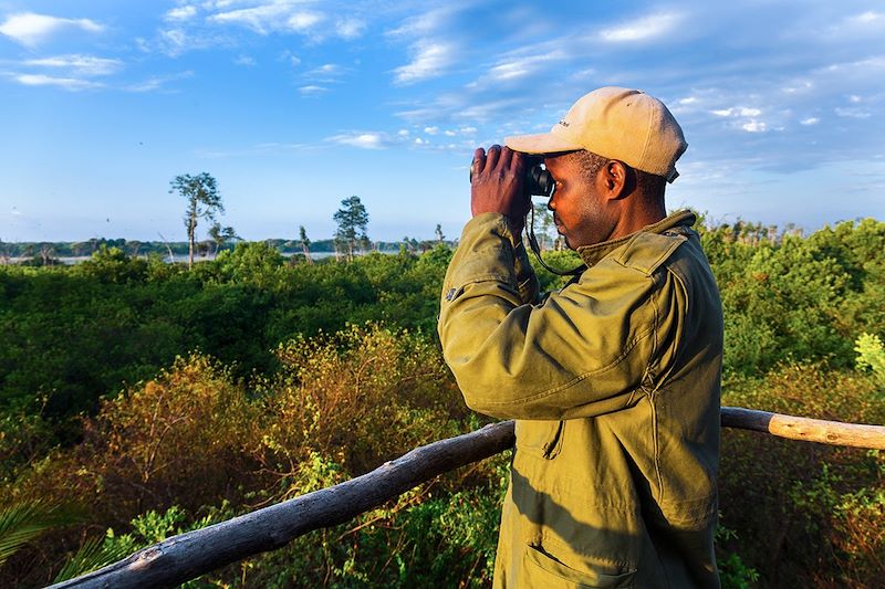 Observation des roussettes des palmiers - Parc national de Kasanka - Zambie