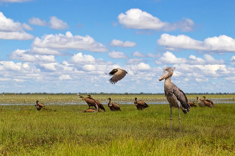 Selfdrive à travers les parcs du nord zambien, chauves souris à Kasanka, bec-en-sabot à Bangweulu et fauves du South Luangwa