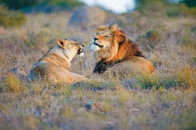 Safari Zimbabwe