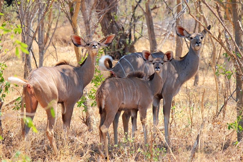 Safari au cœur de l'ancienne Rhodésie