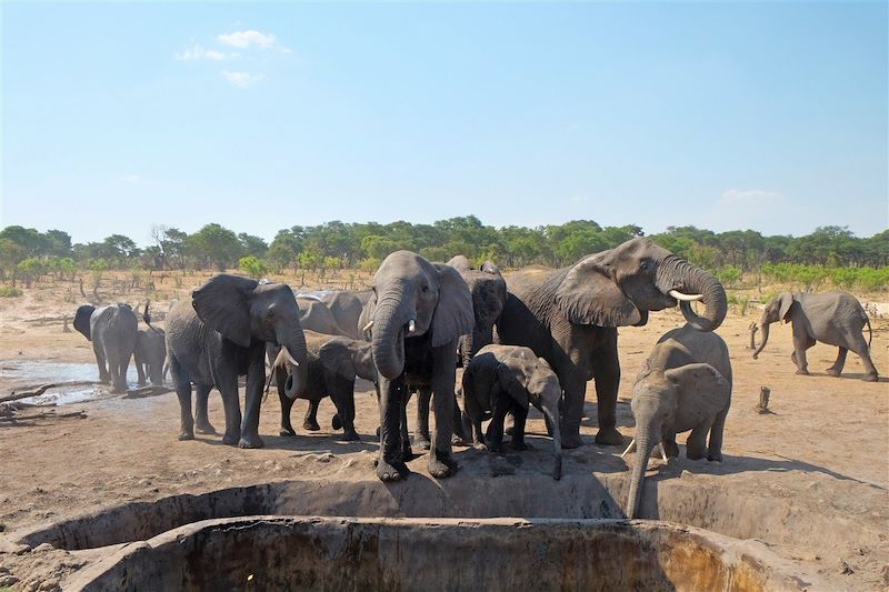 Parc national de Hwange - Matabeleland - Zimbabwe