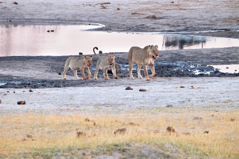 Parc national de Hwange - Matabeleland - Zimbabwe