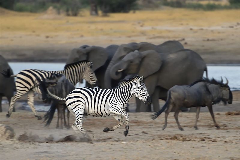 Safari dans le parc national Hwange - Province de Matabeleland septentrional - Zimbabwe