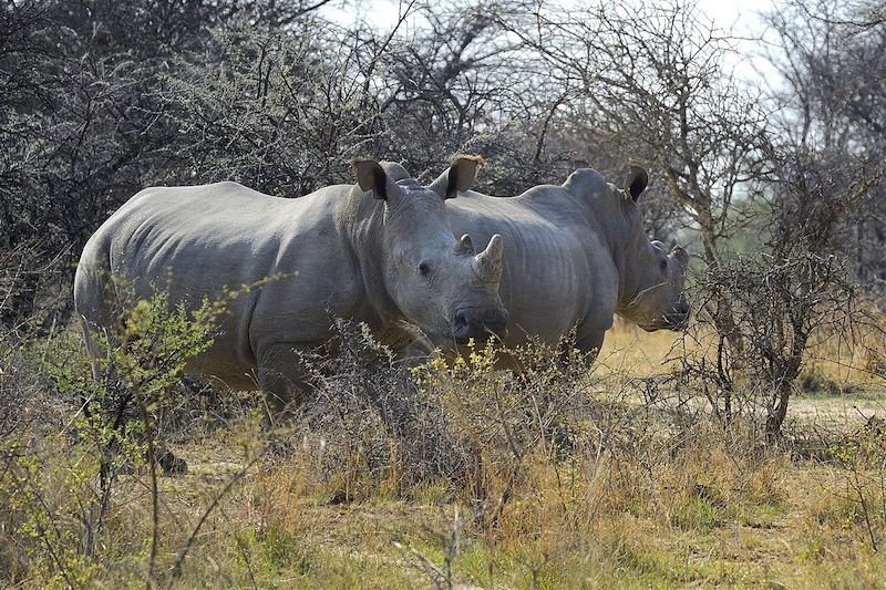 Safari à Matobo - Province de Matabeleland septentrional - Zimbabwe