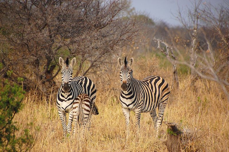 Zèbres dans le parc national de Hwange - Zimbabwe